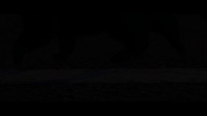 Черная кошка