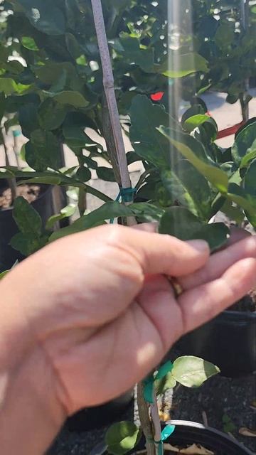 Kaffir Lime Tree смотреть онлайн