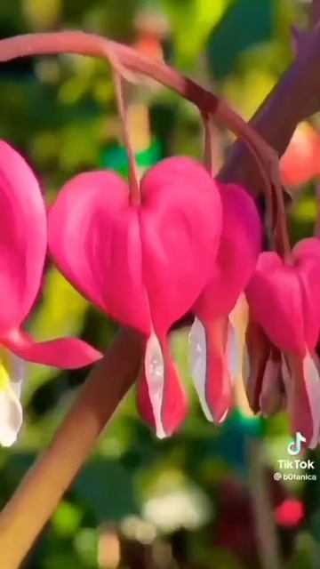 The bleeding heart💜 flowers Lamprocapnos spectabilis смотреть онлайн