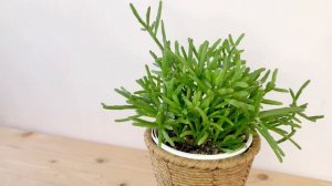 リプサリス属の多肉植物「リプサリス・エワルディアナ」をご紹介します | UCHI de GREEN (ウチデグリーン）