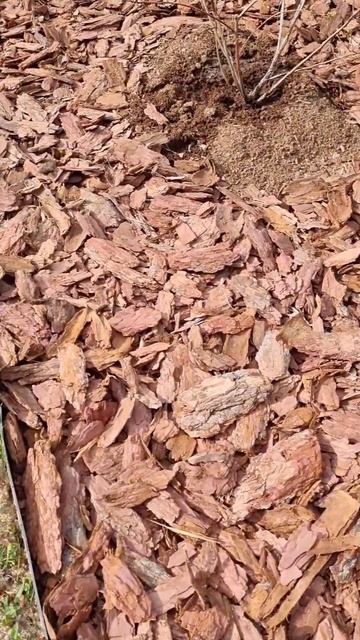 Мульчирование голубики #дача #садовыерастения #сад #огород #коралиственицы #безсорняков #мульча смотреть онлайн