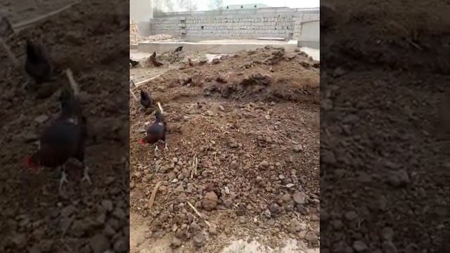 05-видео калифорния кизил ёмгир чувалчангимизга янги жой Термиз шахридан Неъматилло +99893 767 79 7 смотреть онлайн