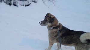 История собаки