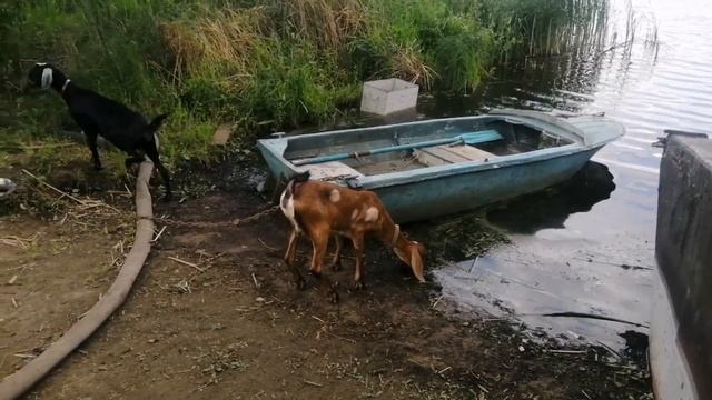 Взвешиваем бройлеров, пасем англо-нубийских козочек, маринованные огурцы