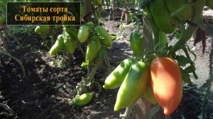 Томат сорта Сибирская тройка