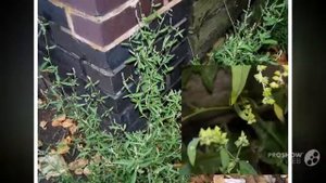 Atriplex - garden plants
