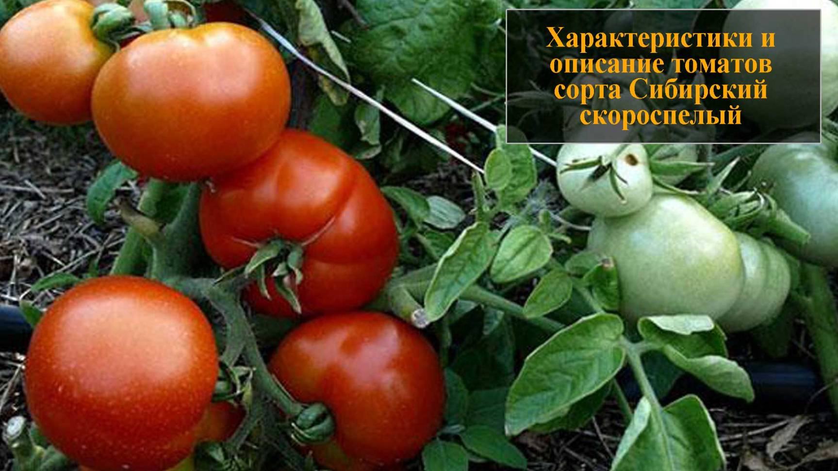 Характеристика и описание сорта томата Сибирский скороспелый