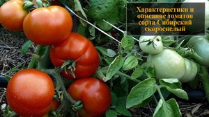 Характеристика и описание сорта томата Сибирский скороспелый