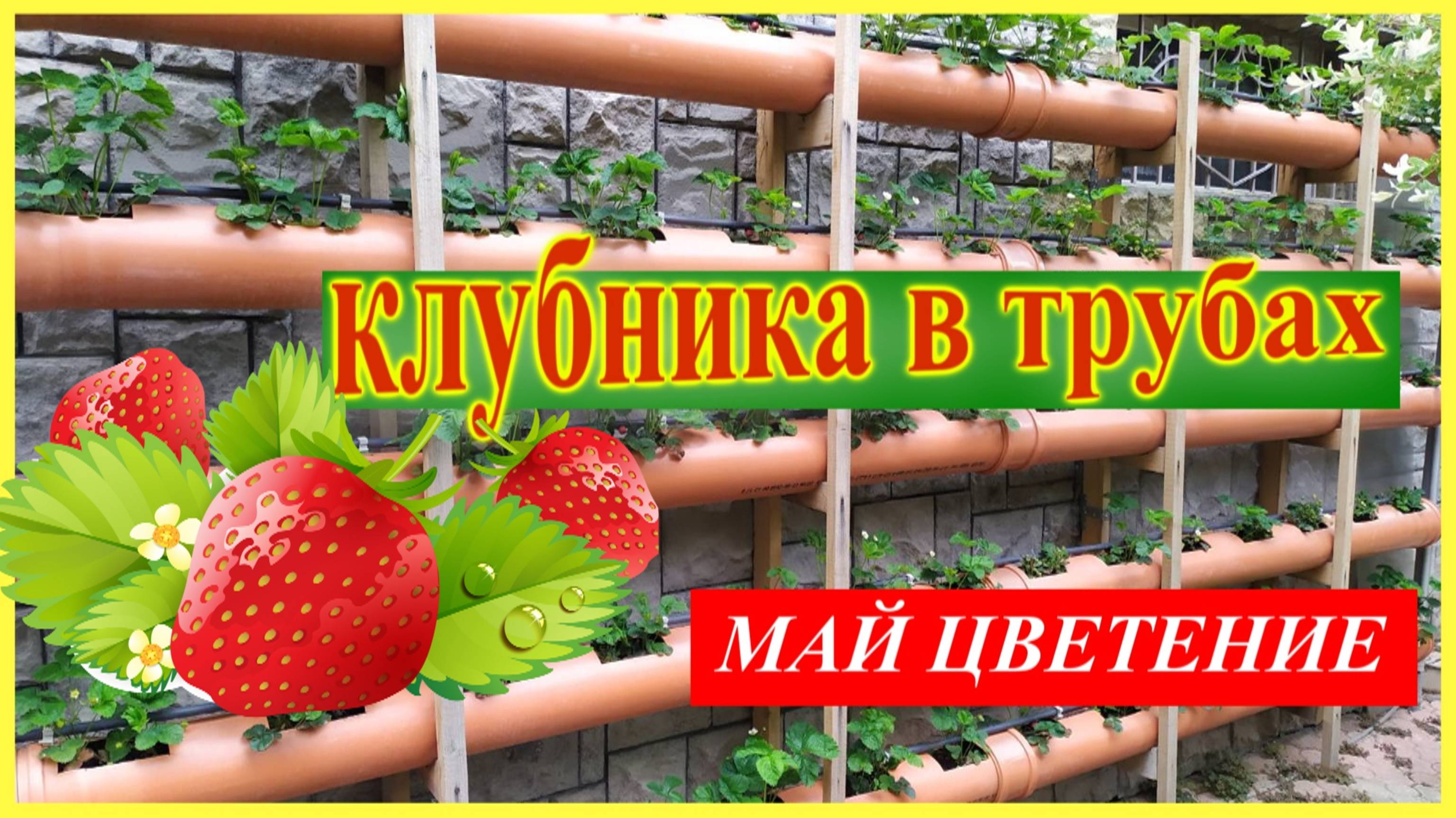 🔴Клубника в Трубах ПВХ🔴Весна, Цветение, Удобрение🔴Как подготовить к лету🔴Strawberries🔴