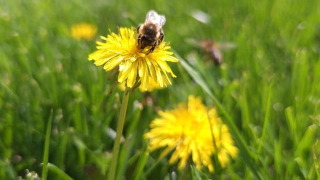 honey bee pollinating yellow dandelion flower at green grass lawn field смотреть онлайн
