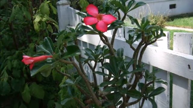 Types Of Adenium Flowers Plants смотреть онлайн