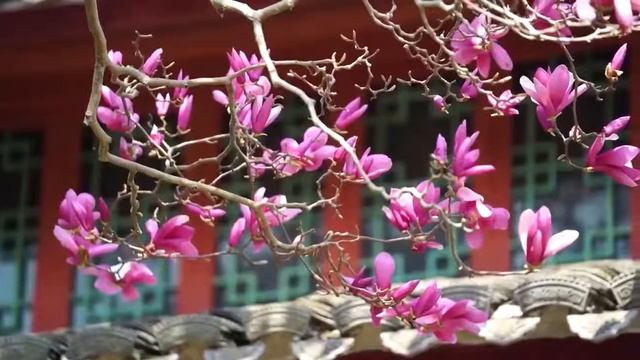 The hundred year old Purple Magnolia in Xiangshan has blossomed смотреть онлайн