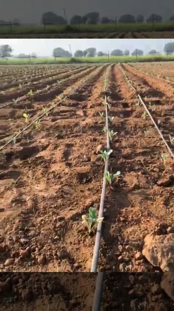Gobi (cauliflower) farming🌱🥦 🏞| Farmers✨🇮🇳 | villagers | Villagevlogs | Indian villagers | Rajsthan смотреть онлайн