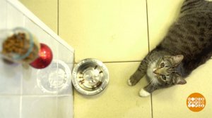 Кошка, тебе пора на диету! Доброе утро. Фрагмент выпуска от 18.02.2025