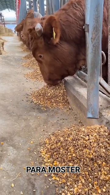 Sapi makan protein tinggi... смотреть онлайн