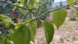 как растет хурма