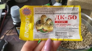 Чем кормить и поить перепелят?