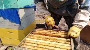 Пчеловождения в 10 рамочньіх ДАДАН/Пчеловодство