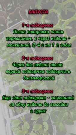 Шпаргалка по подкормкам рассады. #Гарденмарт_советы