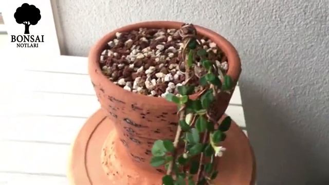 Kengai Style Cotoneaster Bonsai Work | Şelale Formunda Dağ Muşmulası Bonsai Çalışması #2