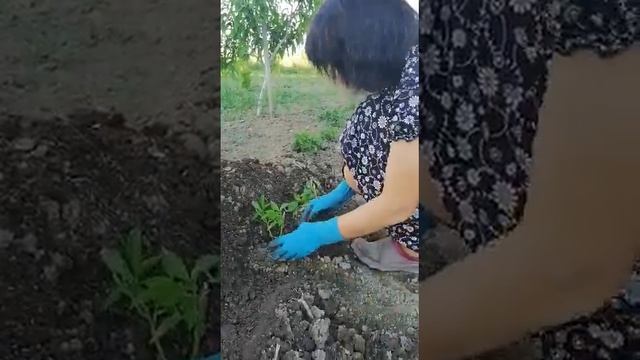 Рассаживаем сладкий и острый перец. смотреть онлайн