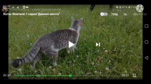 Моя реакция на котов воителей | (1 часть?)