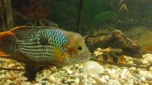 Акара бирюзовая 🐠