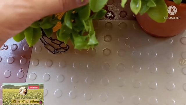 BABY SUN ROSE//CARE AND PROPAGATION//EASY To GROW BY CUTTING//गर्मियों को इस प्लांट को जरूर लगाए//