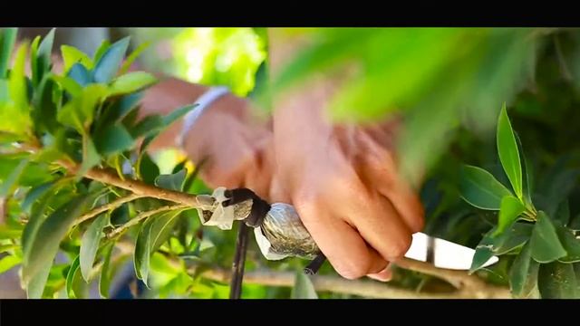 Easy rooting | how to root a branch