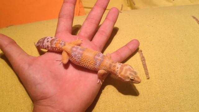 Odri gecko leopardo tremper hibino смотреть онлайн