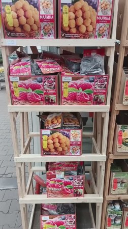 Какие ягодные культуры можно купить в февраля? Малина, крыжовник, ежевика, жимолость. Описание сорта