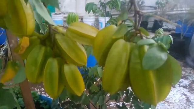 Star Fruit/Carambola  From my #TerraceGarden #Mumbai #UrbanFarming , #OrganicFruits  #Agriculture💚