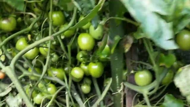 Nunhems company Tomato us 1143 смотреть онлайн