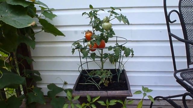 Patio Princess Patio Tomato on the Deck смотреть онлайн