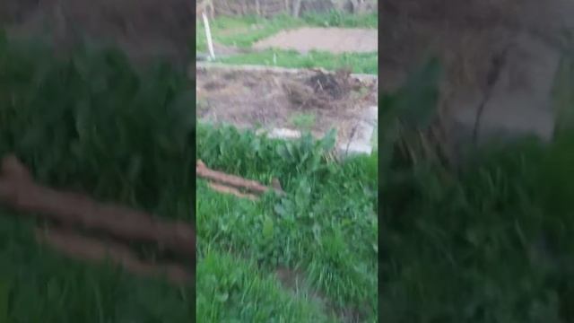 Биогумус салып дарбыз-коон,картошка эксперимент катары эгебиз.т 0777273252. смотреть онлайн