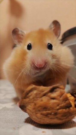 🐹
