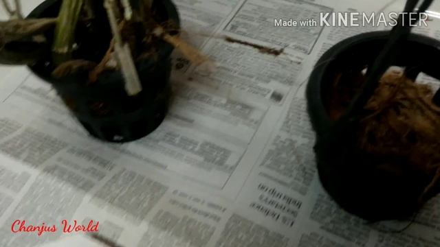 How to propagate Dendrobium orchid keikis | ഓർക്കിഡ് തൈകൾ ഉൽപാദിപ്പിക്കാം смотреть онлайн