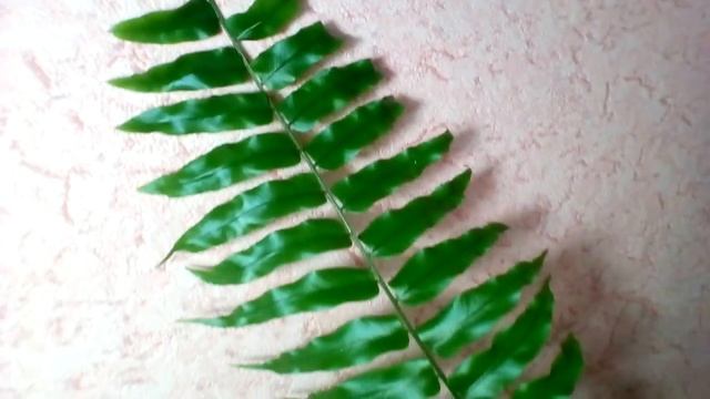 Предложение продаж от 29.04.2024. Папоротник Мачо и каскадный 🌿🌿🌿#цветыастрахань #папоротник