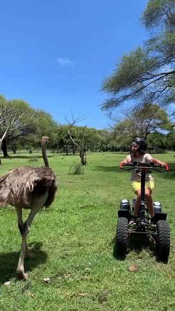 Маврикий. Mauritius. 毛里求斯。 смотреть онлайн