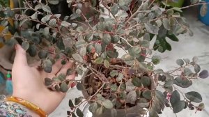 Chinese Fringe | Loropetalum Plant Care In Winter | All About Chinese Fringe Plant