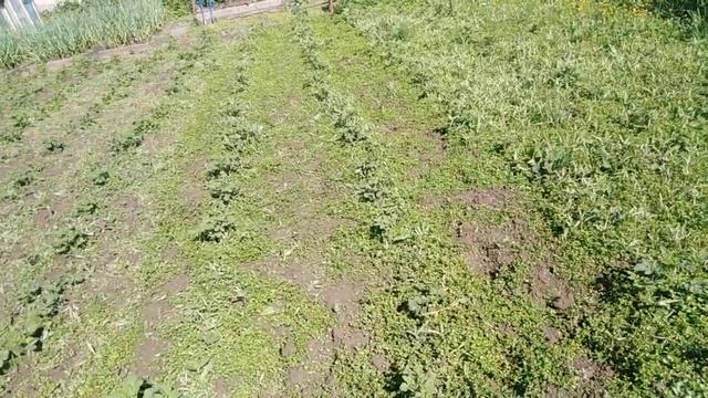 Как пропалываю картофель
