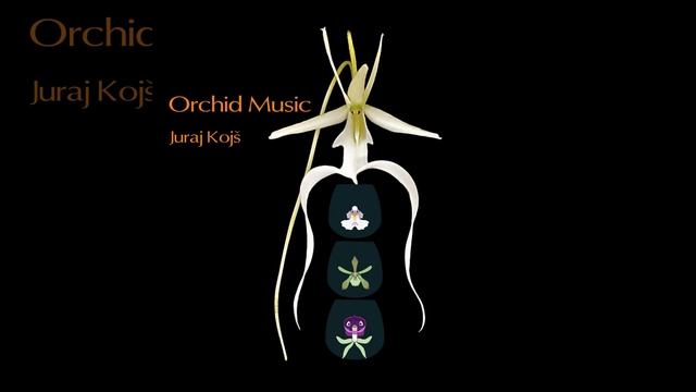 Florida Native Orchid DNA Sonified: Ionopsis Utricularioides смотреть онлайн