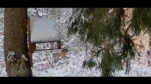 Подвесила сало для синичек, а сойка и так, и сяк... ) и кот на страже...