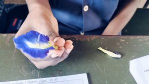 Clitoria ternatea - Floral Dissection