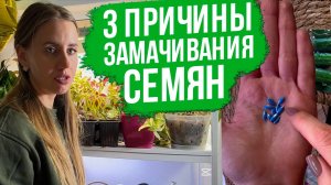 ЗАМАЧИВАНИЕ СЕМЯН - секрет всхожести семян и обильного урожая?