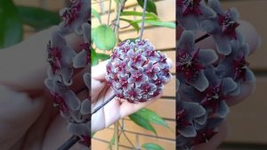 Хойя Пубикалюкс 'Красная кнопка' Pubicalyx 'Red Button'