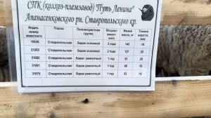 24 Российская Выставка Племенных Овец и Коз г. Каспийск Дагестан #выставка овец 2024
