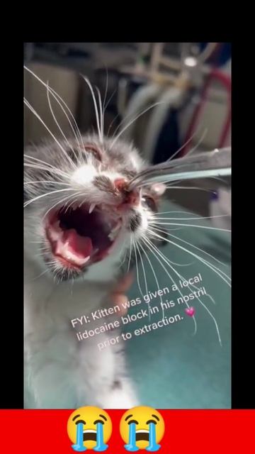 How botfly Removed from Kitten's Nose 😭😭 || #shorts #like смотреть онлайн