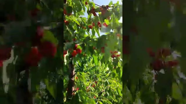 Крупноплодная черешня 5 дней до полного созревания