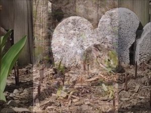 Понимаешь (музыка Игорь Матвиенко, слова Игорь Сорин)  Николаи Жуков Семейный дует